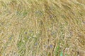 Background of field land floral covering view from above Royalty Free Stock Photo