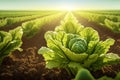 Background with a field of Lettuce plantations. Growing, harvesting Lettuce.