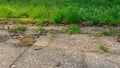 background field plant grass green europe poland