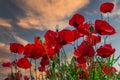 Background with field with poppys