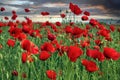 Background with field with poppys