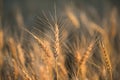 background field of ripe yellow golden spikelet of wheat with a mustache Royalty Free Stock Photo