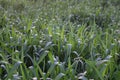 Background of a field with young sprouts of cereals