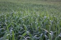 Background of a field with young sprouts of cereals