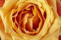 Orange, Yellow Rose Background Royalty Free Stock Photo