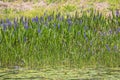 Pickerel Weeds By A Pond Royalty Free Stock Photo