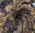 Rotted Tree Trunk Background