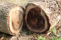 background of firewood in the tree farm