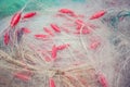 Background of fishing nets and floats Royalty Free Stock Photo