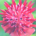 Background Flower Aechmea fasciata Pink