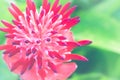 Background Flower Aechmea fasciata Pink