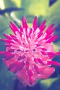 Background Flower Aechmea fasciata Pink