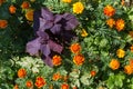 Background of the flower bed with flowering French marigold