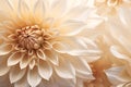 Background flower blossom close flora plant dahlia up freshness floral macro nature closeup