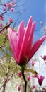 Background. A flower bud of a pink magnolia of an unusual form against a background of a green grass, spring trees, the blue sky.