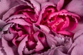 Background from flower of carnation Dianthus , delicate petals, close up Royalty Free Stock Photo