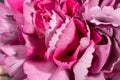 Background from flower of carnation Dianthus , delicate petals, close up Royalty Free Stock Photo