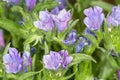 Background flower echium