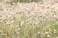 Flower grass at relax morning time sunlight Royalty Free Stock Photo