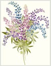 Background from flower of the lupine . Bouquet fro