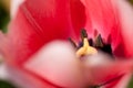 Background, flower, nature, blur, close-up, spring, abstract, spring, fresh, freshness, vitality, hope, flower, macro,