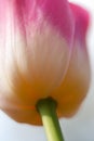 Background, flower, nature, blur, close-up, spring, abstract, spring, fresh, freshness, vitality, hope, flower, macro, pink, white