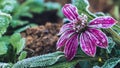 Background Flower Osteospermum. purple flowers. Frost is on the leaves and flowers Royalty Free Stock Photo