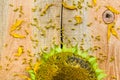 Background flower sunflower seeds wooden countertop Royalty Free Stock Photo