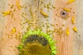 Background flower sunflower seeds wooden countertop Royalty Free Stock Photo