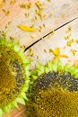 Background flower sunflower seeds wooden countertop Royalty Free Stock Photo