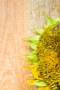 Background flower sunflower seeds wooden countertop Royalty Free Stock Photo