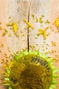 Background flower sunflower seeds wooden countertop Royalty Free Stock Photo