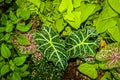 Background of flowerbed with colus and elephant ears and sweet potato plants