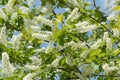 Background of flowering large white inflorescences of common cherry Prunus padus