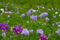 Flowering potatoes background