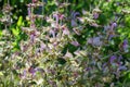 Background of the flowering salvia stems close-up Royalty Free Stock Photo