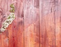 Background with flowering spring branches of plums Royalty Free Stock Photo