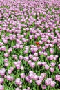 The background of flowering tulips Royalty Free Stock Photo