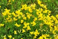 Background flowering yellow broom Royalty Free Stock Photo