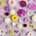 Background of flowers asters, dahlias, calendula