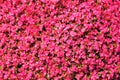 Begonia cucullata Royalty Free Stock Photo