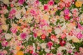 Background from flowers. Blooming spring texture. Royalty Free Stock Photo