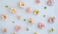 Background with flowers and buds. pink flowers on a white background