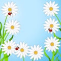 Background with the flowers of camomile and ladybirds Royalty Free Stock Photo
