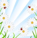 Background with the flowers of camomile and ladybirds Royalty Free Stock Photo