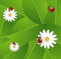 Background with the flowers of camomile and ladybirds Royalty Free Stock Photo