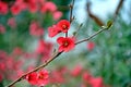 Background with flowers of Chaenomeles japonica