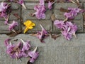 Background of flowers fallen on a concrete floor in a footpath with contrast of yellow and pink Royalty Free Stock Photo