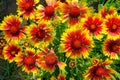 Gaillardia pulchella Royalty Free Stock Photo