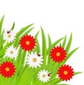 Background with flowers and ladybirds Royalty Free Stock Photo